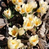 Cream Beauty Snow Crocus